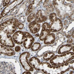 Invitrogen DHODH Polyclonal Antibody 100 &mu;L; Unconjugated:Antibodies,
