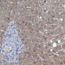 Invitrogen DHODH Polyclonal Antibody 100 &mu;L; Unconjugated:Antibodies,