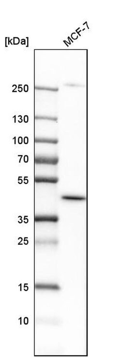 Invitrogen DHODH Polyclonal Antibody 100 &mu;L; Unconjugated:Antibodies,
