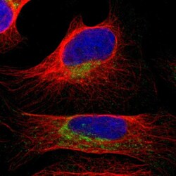 Invitrogen COA1 Polyclonal Antibody 100 &mu;L; Unconjugated:Antibodies,