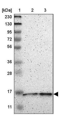 Invitrogen COA1 Polyclonal Antibody 100 &mu;L | Buy Online | Invitrogen&trade; | Fisher Scientific