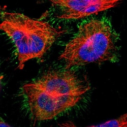 Invitrogen SorCS1 Polyclonal Antibody 100 &mu;L; Unconjugated:Antibodies,