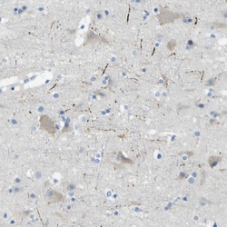 Invitrogen SorCS1 Polyclonal Antibody 100 &mu;L; Unconjugated:Antibodies,
