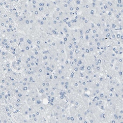 Invitrogen SorCS1 Polyclonal Antibody 100 &mu;L; Unconjugated:Antibodies,