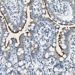 Invitrogen SorCS1 Polyclonal Antibody 100 &mu;L; Unconjugated:Antibodies,