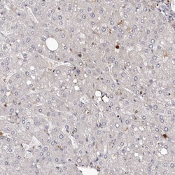 Invitrogen PRR12 Polyclonal Antibody 100 &mu;L; Unconjugated:Antibodies,