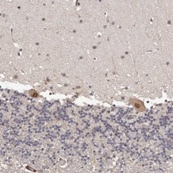 Invitrogen PRR12 Polyclonal Antibody 100 &mu;L; Unconjugated:Antibodies,