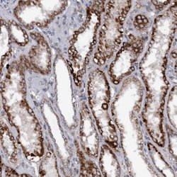 Invitrogen Monoacylglycerol Lipase Polyclonal Antibody 100 &mu;L; Unconjugated:Antibodies,