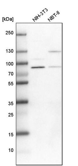 Invitrogen PARN Polyclonal Antibody 100 &mu;L; Unconjugated:Antibodies,