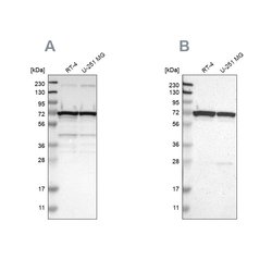 Invitrogen LRRC47 Polyclonal Antibody 100 &mu;L; Unconjugated:Antibodies,
