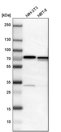 Invitrogen LRRC47 Polyclonal Antibody 100 &mu;L; Unconjugated:Antibodies,