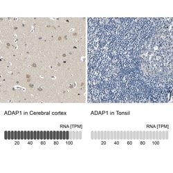Invitrogen Centaurin alpha-1 Polyclonal Antibody 100 &mu;L; Unconjugated:Antibodies,