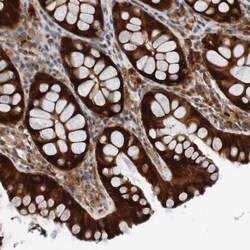 Invitrogen CPED1 Polyclonal Antibody 100 &mu;L; Unconjugated:Antibodies,
