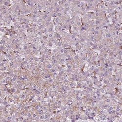 Invitrogen SGK223 Polyclonal Antibody 100 &mu;L; Unconjugated:Antibodies,