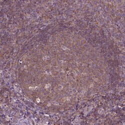 Invitrogen SGK223 Polyclonal Antibody 100 &mu;L; Unconjugated:Antibodies,