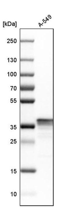 Invitrogen LASP1 Polyclonal Antibody 100 &mu;L | Buy Online | Invitrogen&trade; | Fisher Scientific