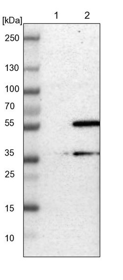 Invitrogen TMBIM1 Polyclonal Antibody 100 &mu;L; Unconjugated:Antikörper