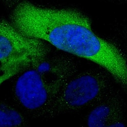 Invitrogen C3orf18 Polyclonal Antibody 100 &mu;L; Unconjugated:Antibodies,