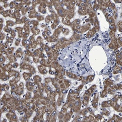 Invitrogen LEPRE1 Polyclonal Antibody 100 &mu;L; Unconjugated:Antibodies,