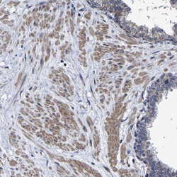 Invitrogen LEPRE1 Polyclonal Antibody 100 &mu;L; Unconjugated:Antibodies,