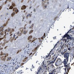 Invitrogen LEPRE1 Polyclonal Antibody 100 &mu;L; Unconjugated:Antibodies,