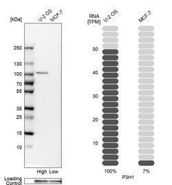 Invitrogen LEPRE1 Polyclonal Antibody 100 &mu;L; Unconjugated:Antibodies,