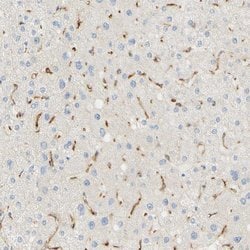 Invitrogen FCGRT Polyclonal Antibody 100 &mu;L; Unconjugated:Antibodies,