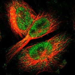 Invitrogen C11orf48 Polyclonal Antibody 100 &mu;L; Unconjugated:Antibodies,