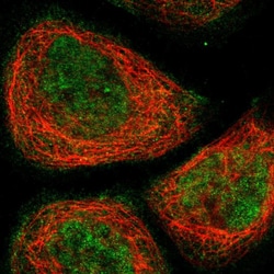 Invitrogen PHTF2 Polyclonal Antibody 100 &mu;L; Unconjugated:Antibodies,