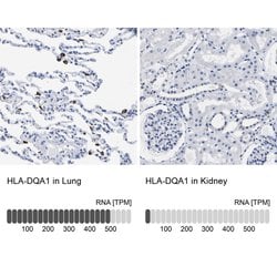 Invitrogen HLA-DQA1 Polyclonal Antibody 100 &mu;L; Unconjugated:Antibodies,