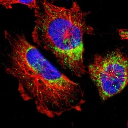 Invitrogen MRPL52 Polyclonal Antibody 100 &mu;L; Unconjugated:Antibodies,