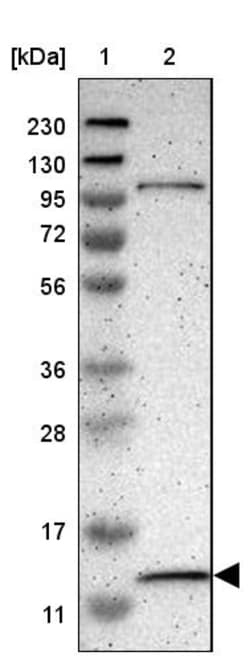 Invitrogen MRPL52 Polyclonal Antibody 100 &mu;L | Buy Online | Invitrogen&trade; | Fisher Scientific