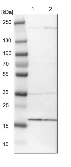 Invitrogen MRPL52 Polyclonal Antibody 100 &mu;L | Buy Online | Invitrogen&trade; | Fisher Scientific