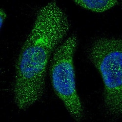 Invitrogen FMO5 Polyclonal Antibody 100 &mu;L; Unconjugated:Antibodies,