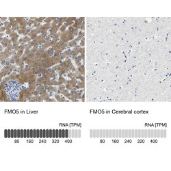 Invitrogen FMO5 Polyclonal Antibody 100 &mu;L; Unconjugated:Antibodies,