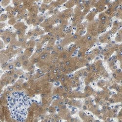 Invitrogen FMO5 Polyclonal Antibody 100 &mu;L; Unconjugated:Antibodies,