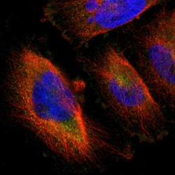 Invitrogen LRCH3 Polyclonal Antibody 100 &mu;L; Unconjugated:Antibodies,
