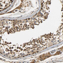 Invitrogen LRCH3 Polyclonal Antibody 100 &mu;L; Unconjugated:Antibodies,