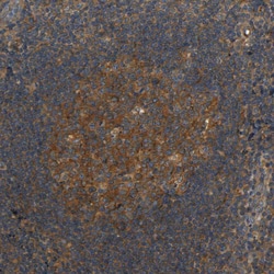 Invitrogen LRCH3 Polyclonal Antibody 100 &mu;L; Unconjugated:Antibodies,