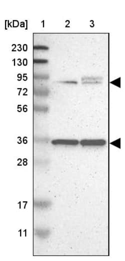 Invitrogen LRCH3 Polyclonal Antibody 100 &mu;L | Buy Online | Invitrogen&trade; | Fisher Scientific