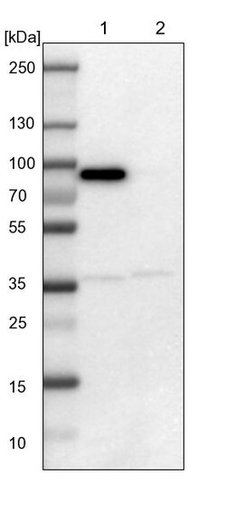 Invitrogen LRCH3 Polyclonal Antibody 100 &mu;L | Buy Online | Invitrogen&trade; | Fisher Scientific
