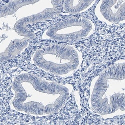 Invitrogen PP11 Polyclonal Antibody 100 &mu;L; Unconjugated:Antibodies,