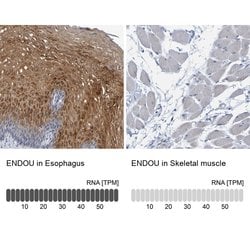 Invitrogen PP11 Polyclonal Antibody 100 &mu;L; Unconjugated:Antibodies,