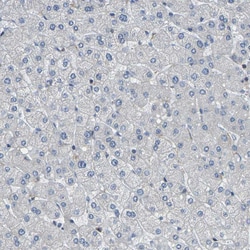 Invitrogen OTOF Polyclonal Antibody 100 &mu;L; Unconjugated:Antibodies,