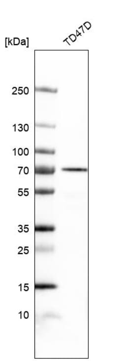 Invitrogen NAALADL2 Polyclonal Antibody 100 &mu;L | Buy Online | Invitrogen&trade; | Fisher Scientific
