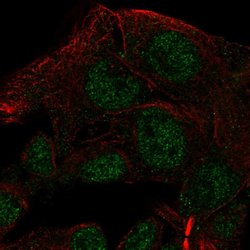 Invitrogen NAALADL2 Polyclonal Antibody 100 &mu;L; Unconjugated:Antibodies,