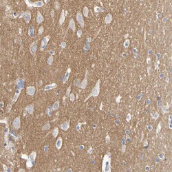 Invitrogen Contactin 2 Polyclonal Antibody 100 &mu;L; Unconjugated:Antibodies,