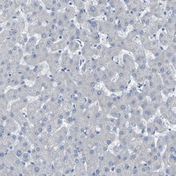 Invitrogen Contactin 2 Polyclonal Antibody 100 &mu;L; Unconjugated:Antibodies,