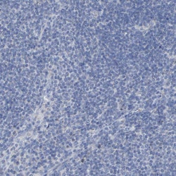Invitrogen Contactin 2 Polyclonal Antibody 100 &mu;L; Unconjugated:Antibodies,