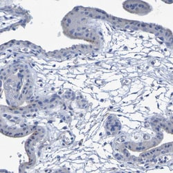 Invitrogen Contactin 2 Polyclonal Antibody 100 &mu;L; Unconjugated:Antibodies,